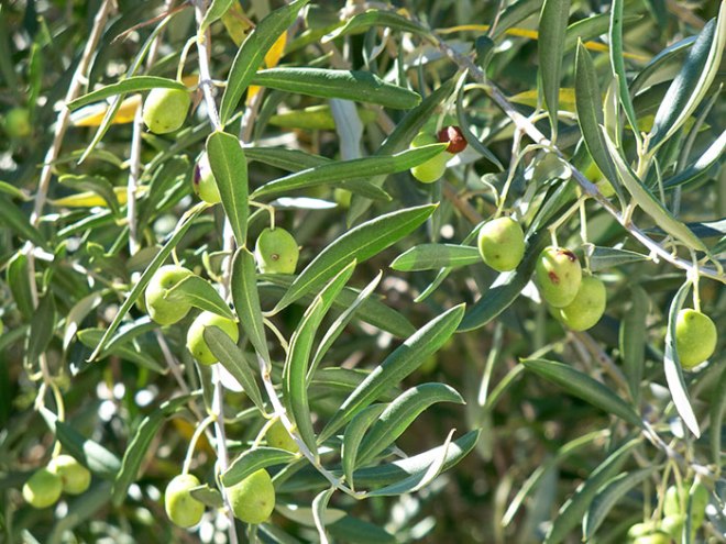 olives aoc