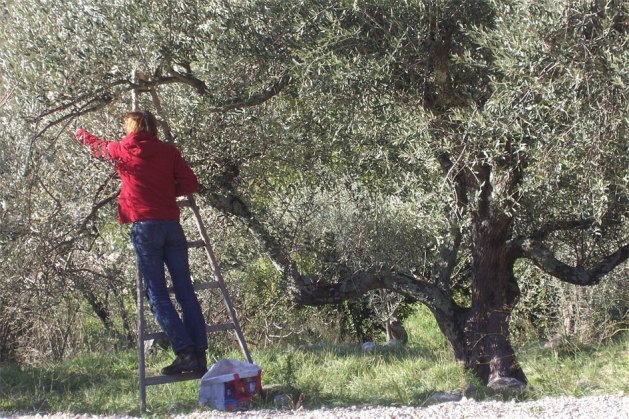 recolte-olives-nov.2009